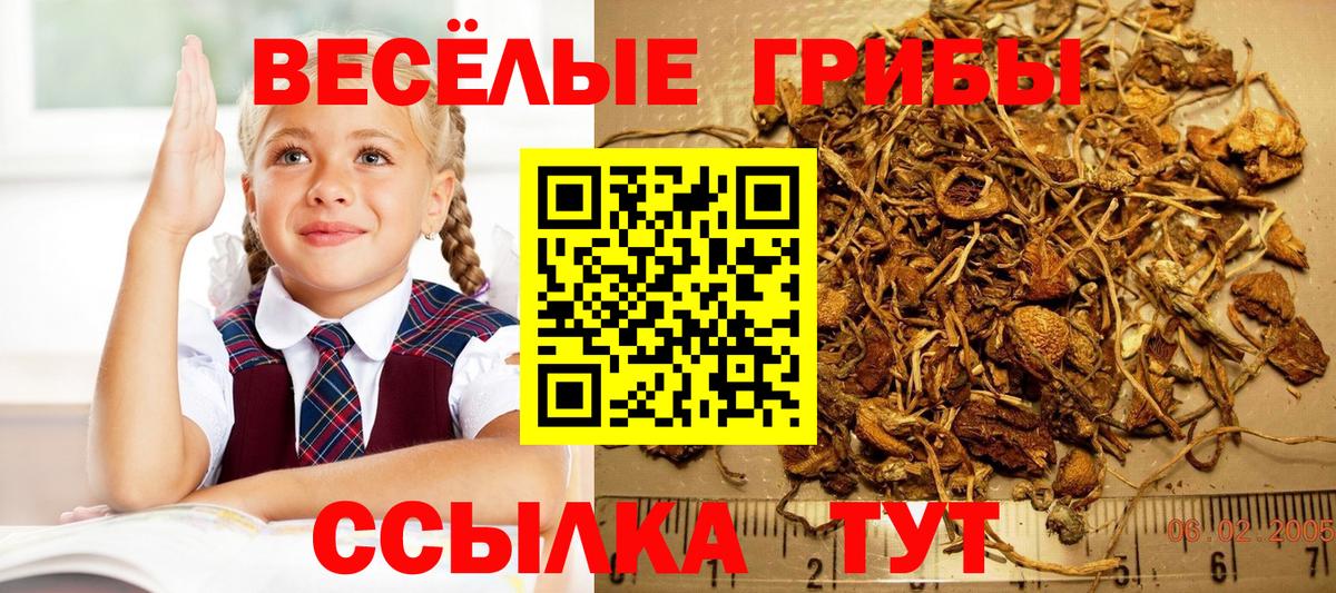 Ногинск  Псилоцибиновые грибы MAGIC MUSHROOMS  Вход с VPN 