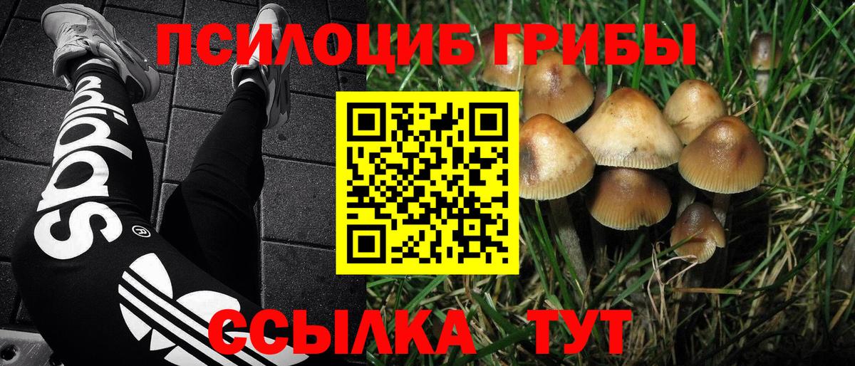Псилоцибиновые грибы Psilocybe Ногинск